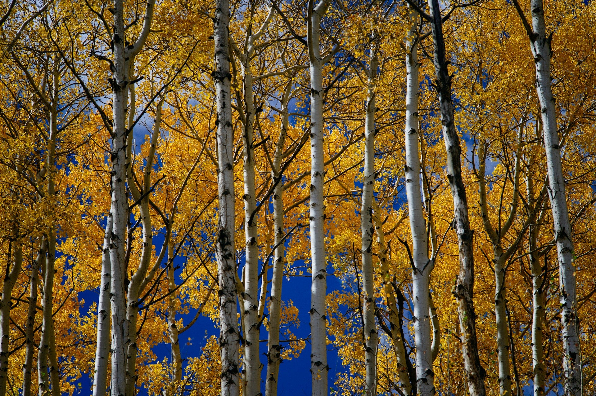 silver birches