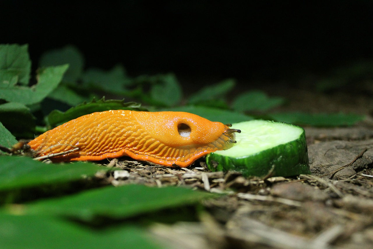 slug eating cucumber