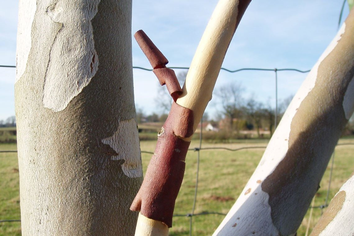 snow gum tree