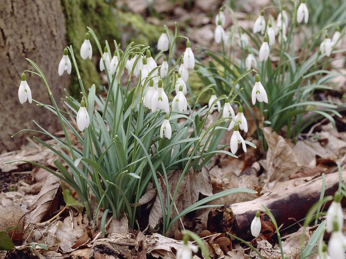 snowdrops