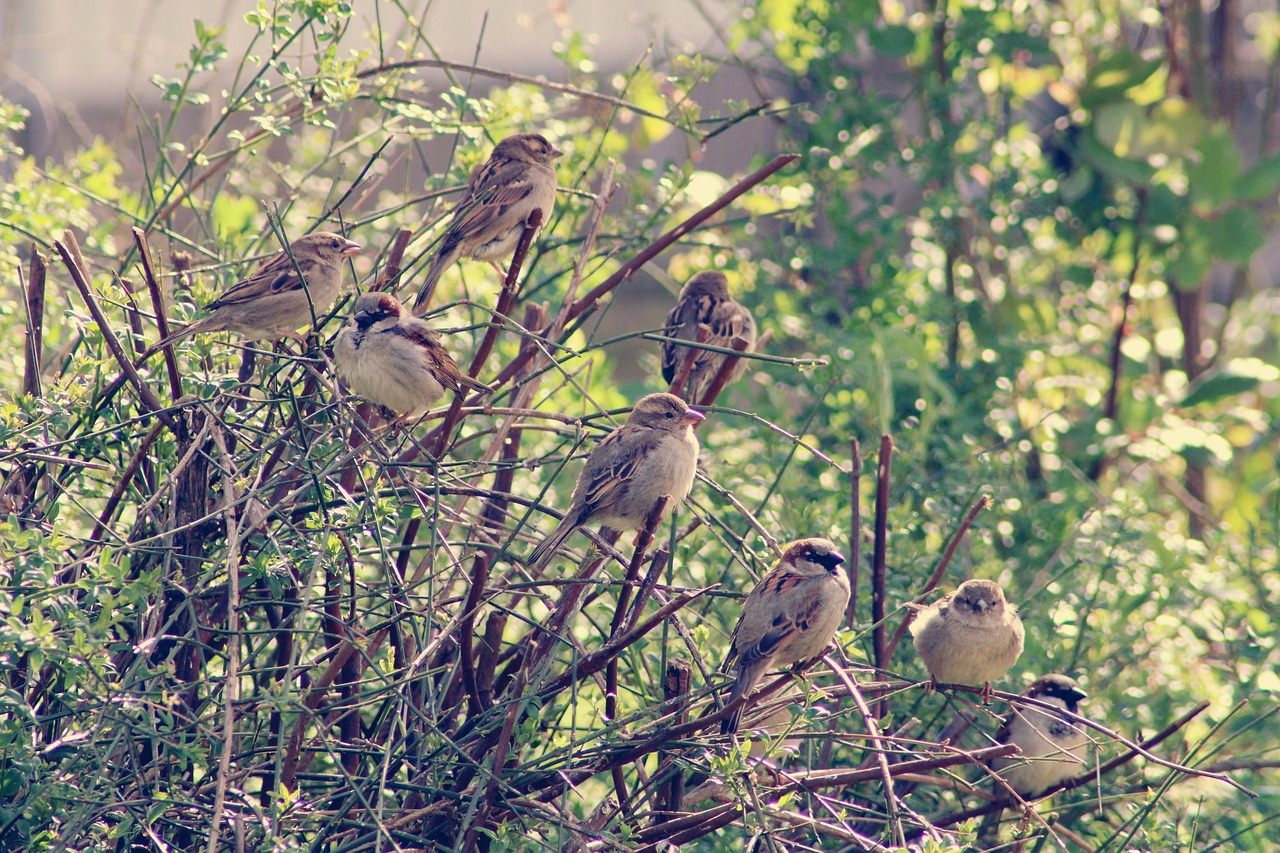 sparrows in hedge