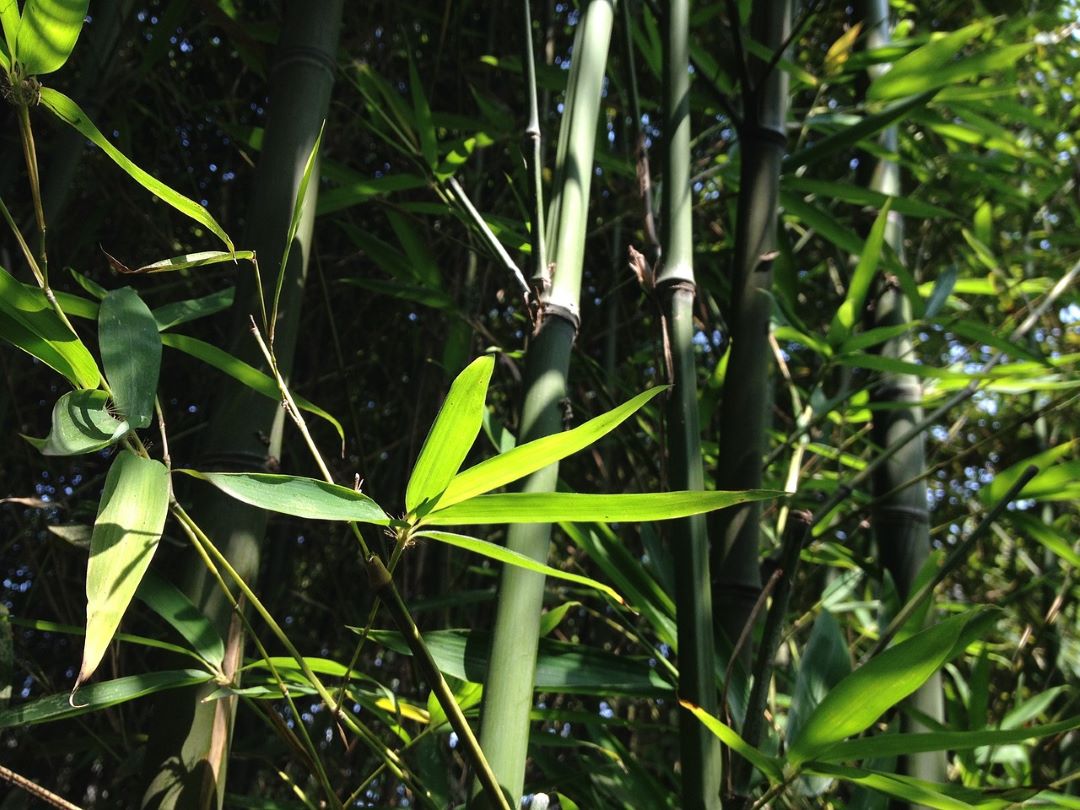 spreading bamboo