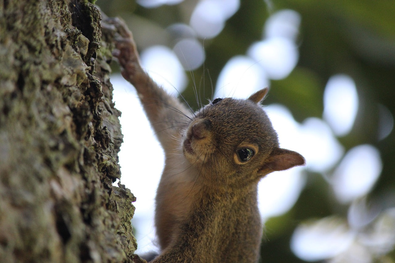 squirrel in hazelnut tree