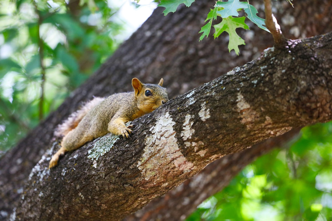 squirrel in oak tree