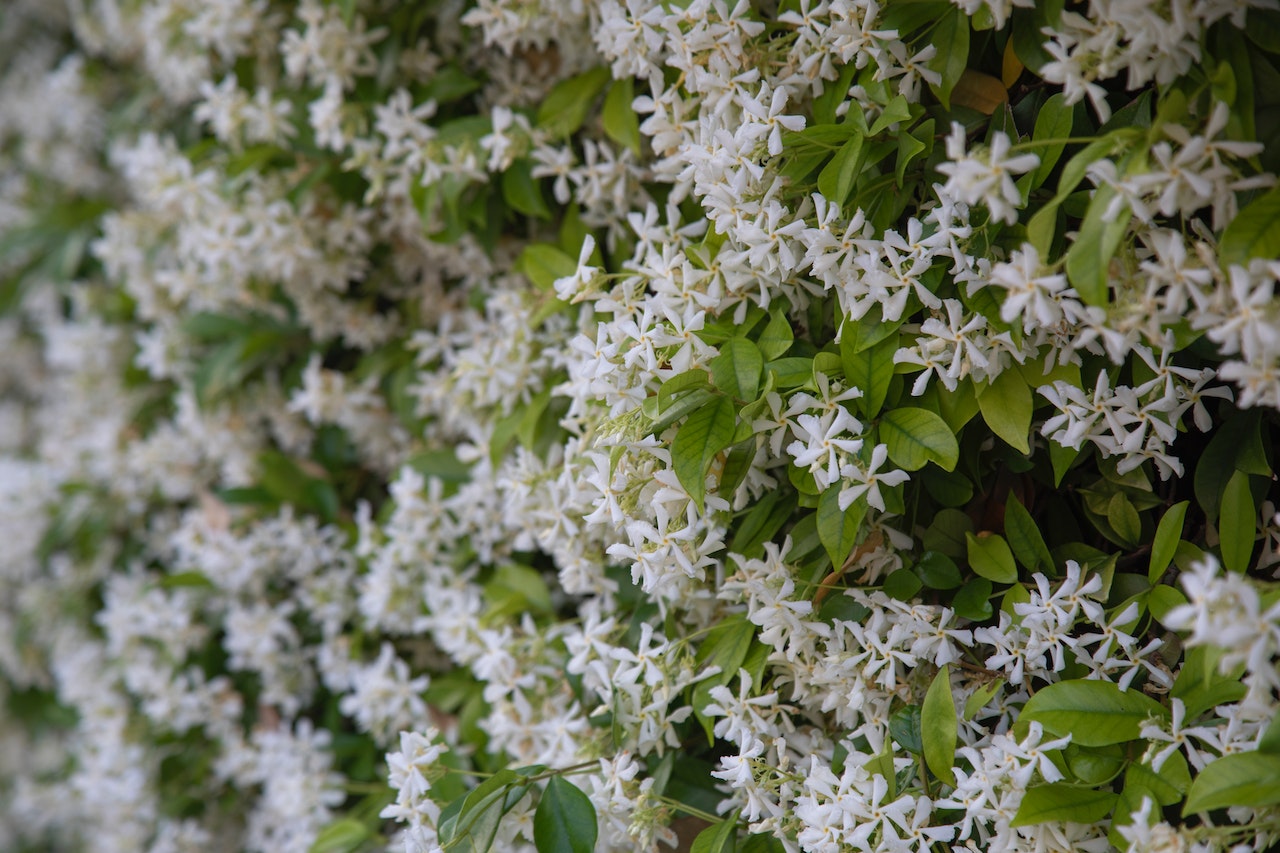 star jasmine