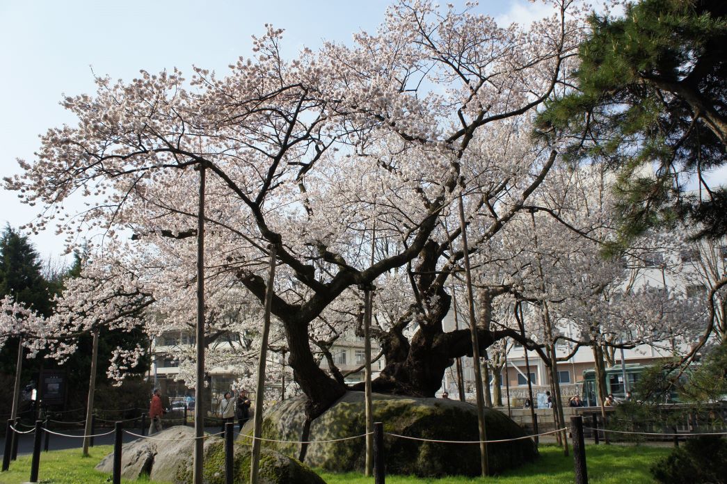 stone splitting tree