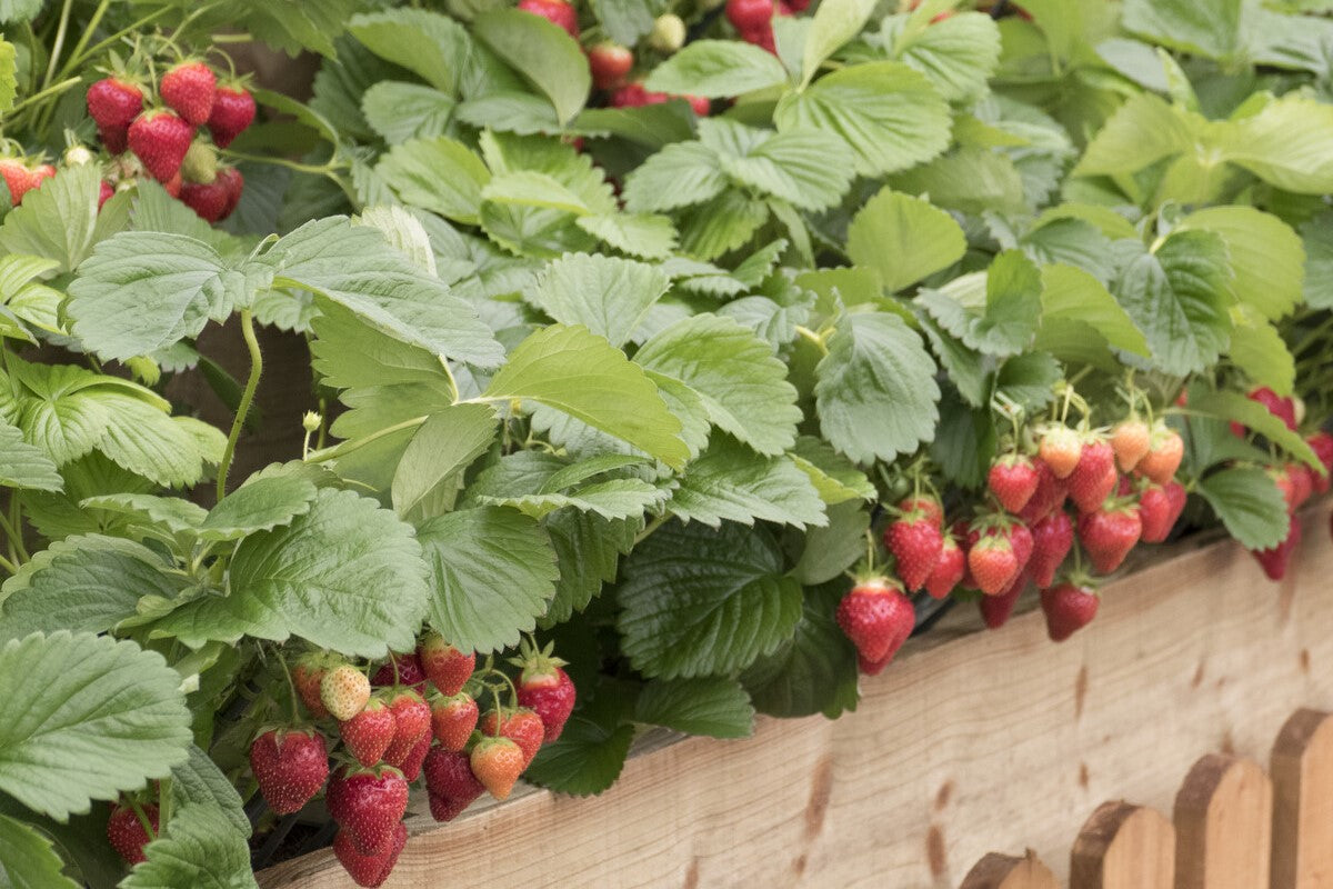 strawberry plant