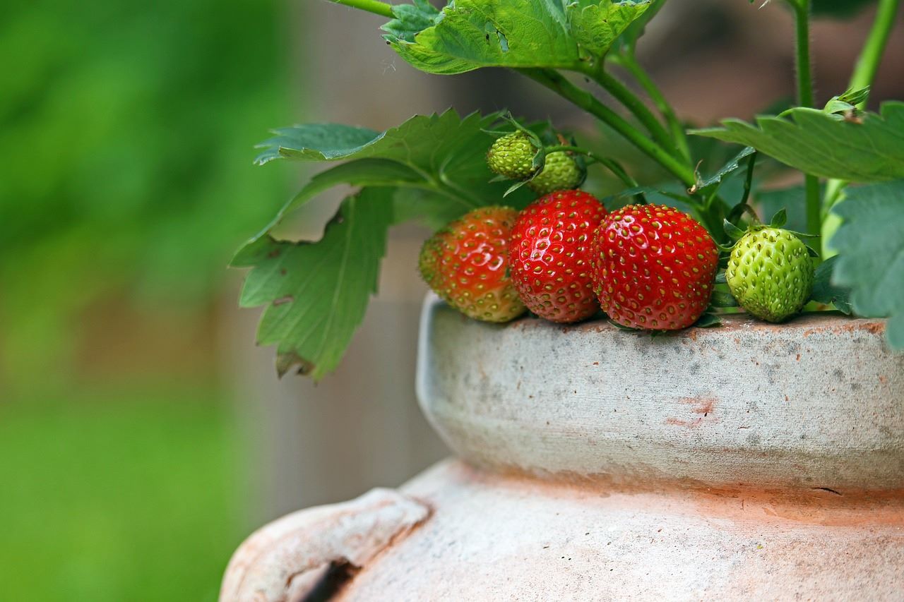 strawberry plant in pot