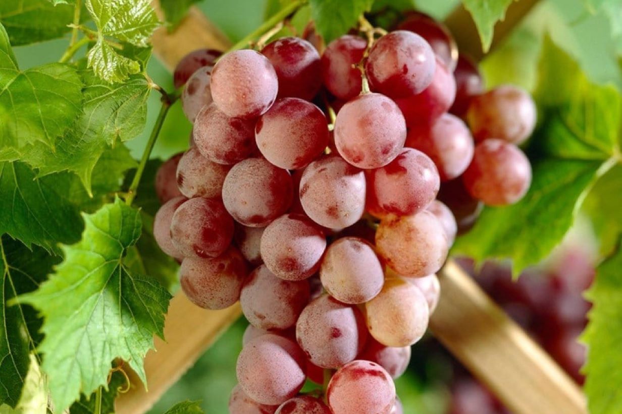 suffolk red grape