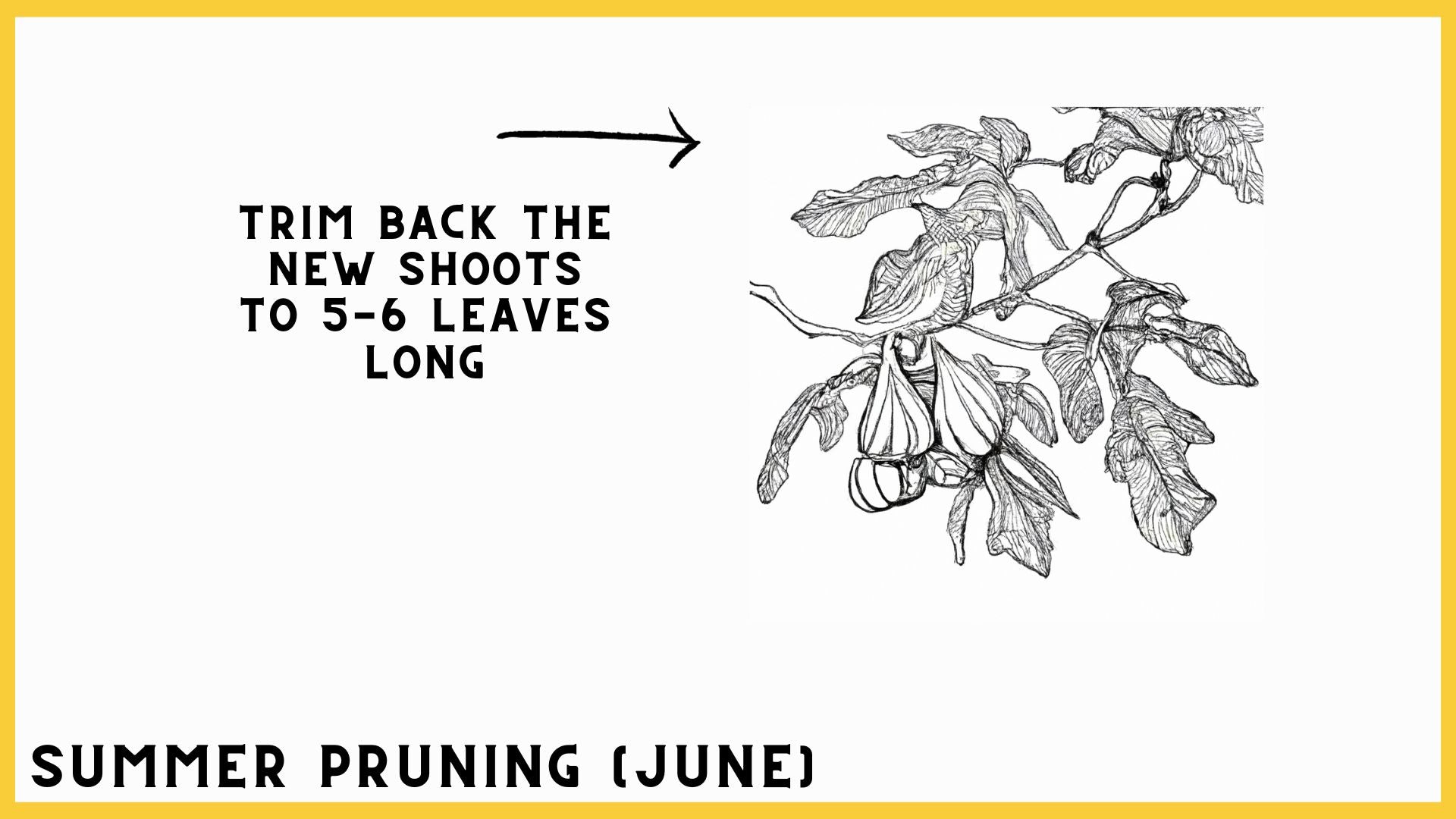 summer pruning
