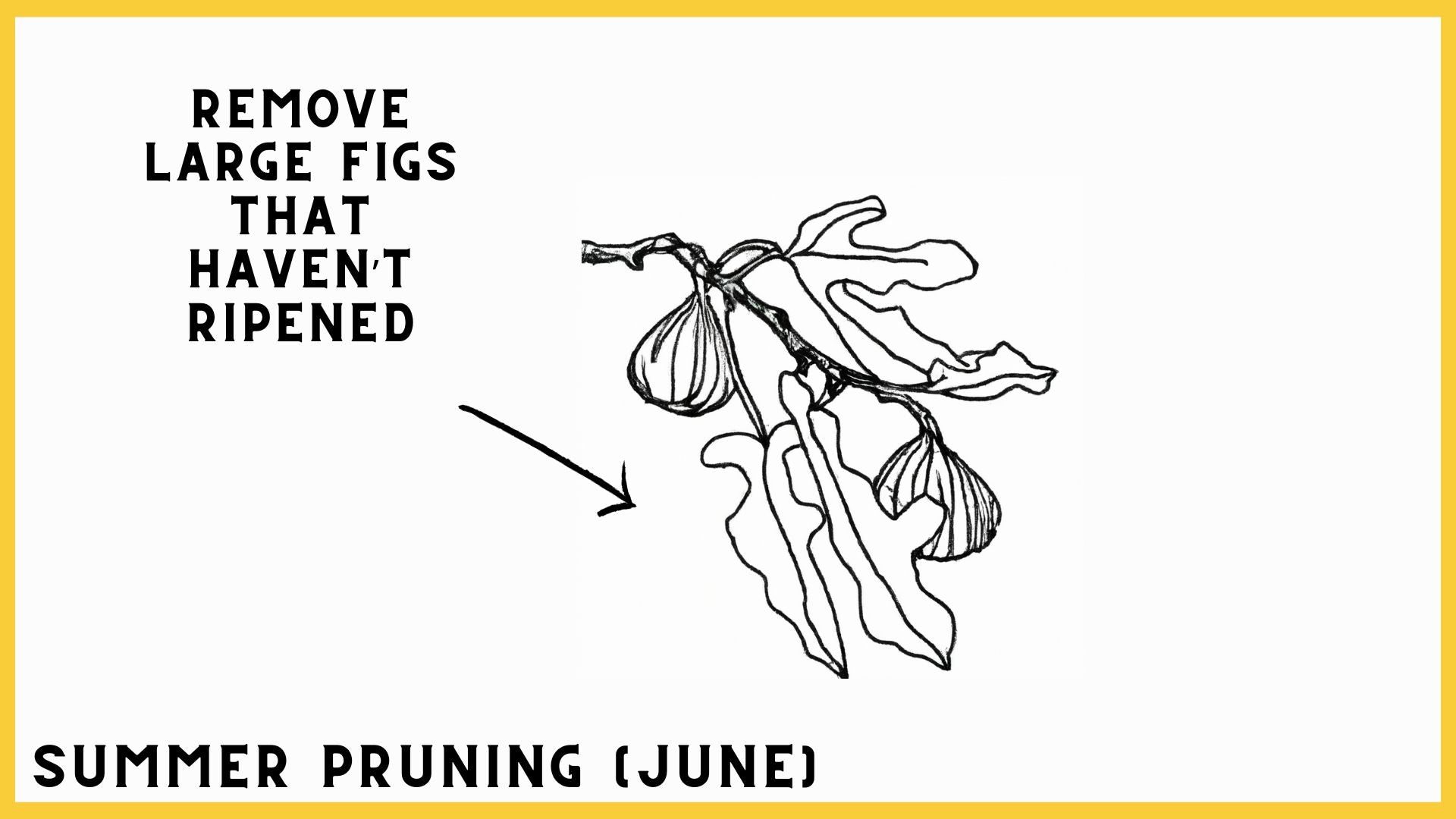 summer pruning figs
