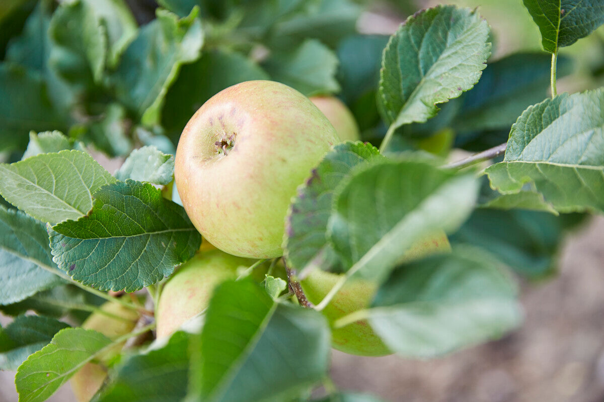 sunset apple