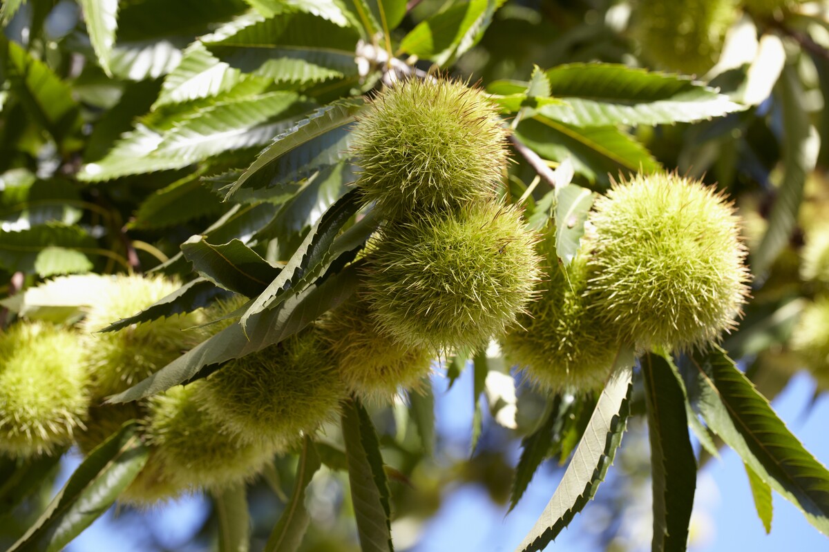 sweet chestnuts