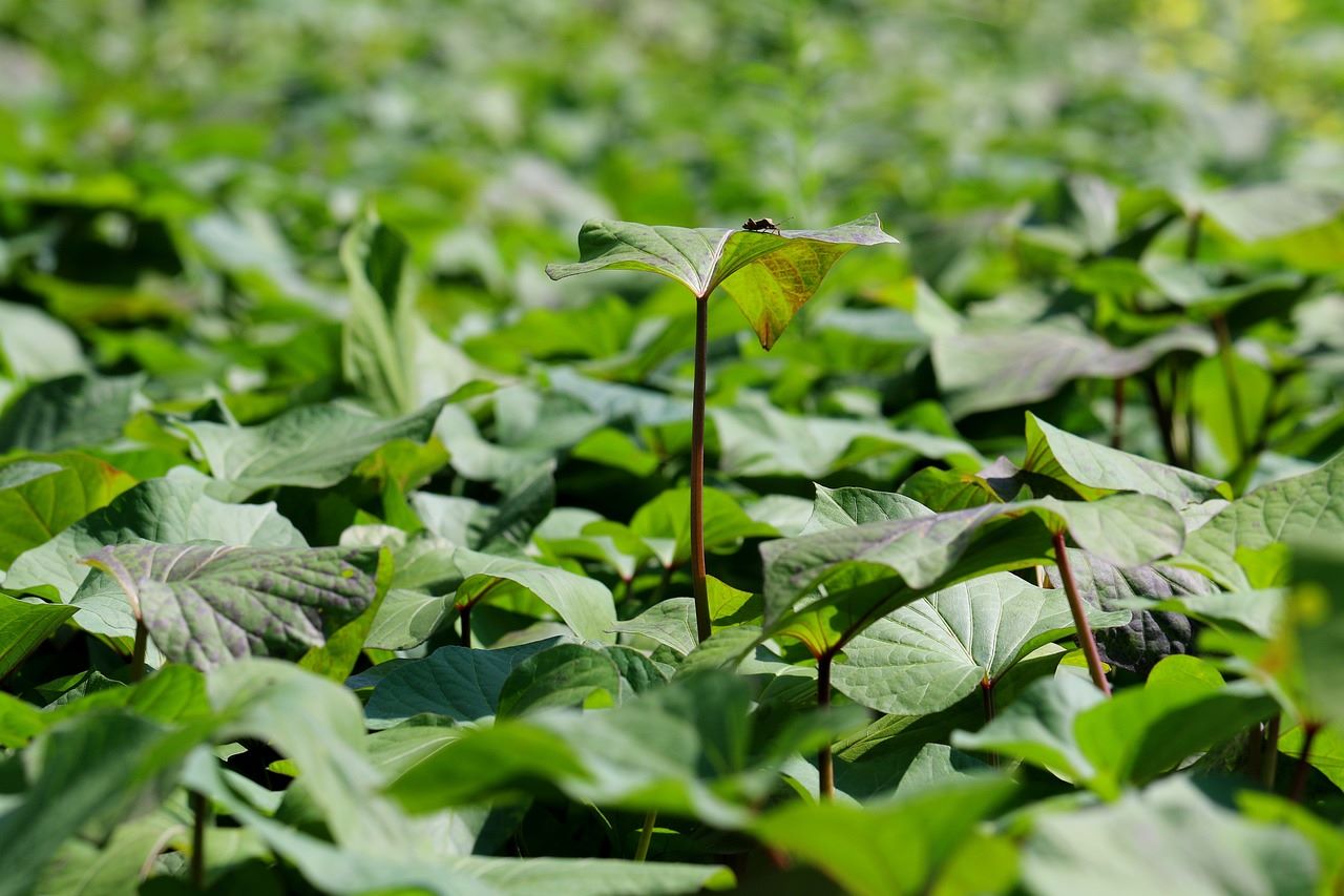 sweet potato plant