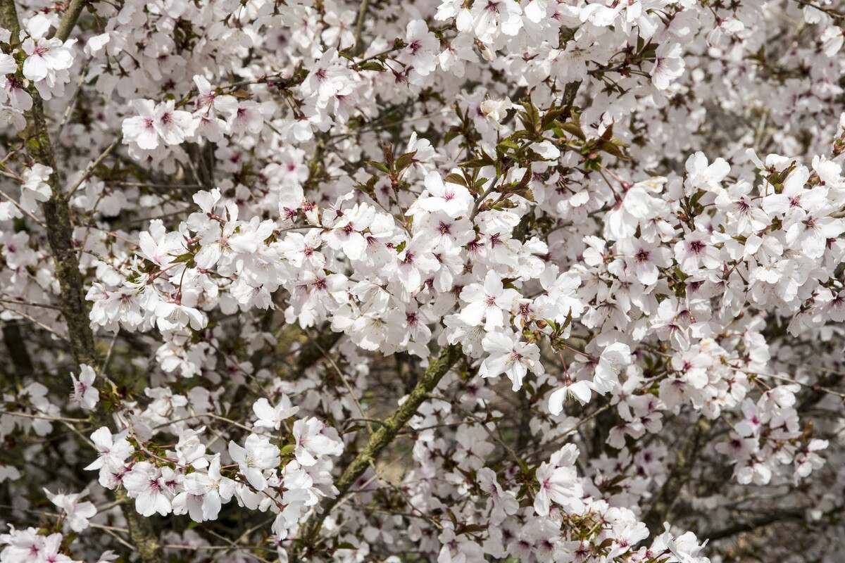 white flowered cherry blossom