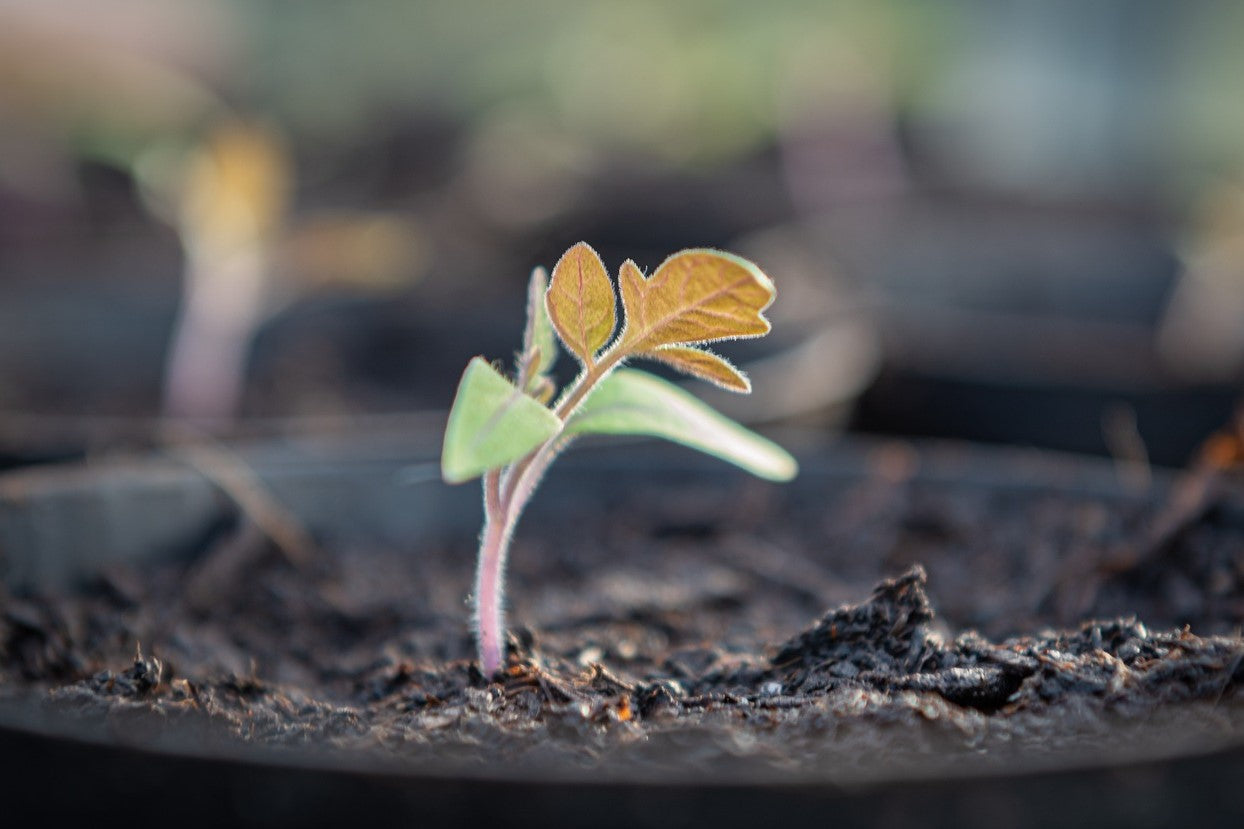 tomato seedling