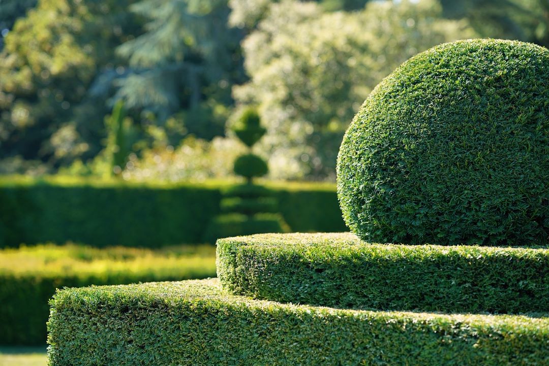 topiary hedge