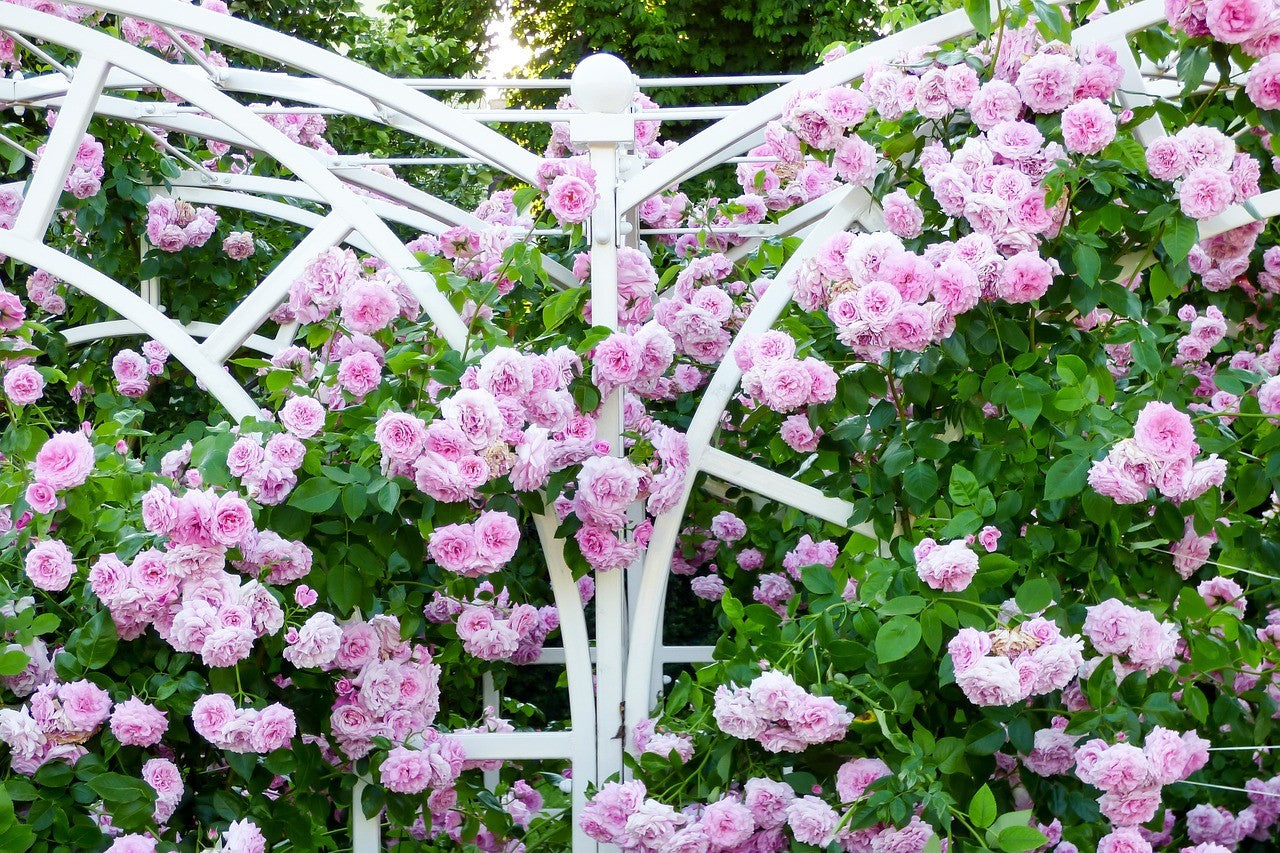 trained climbing roses