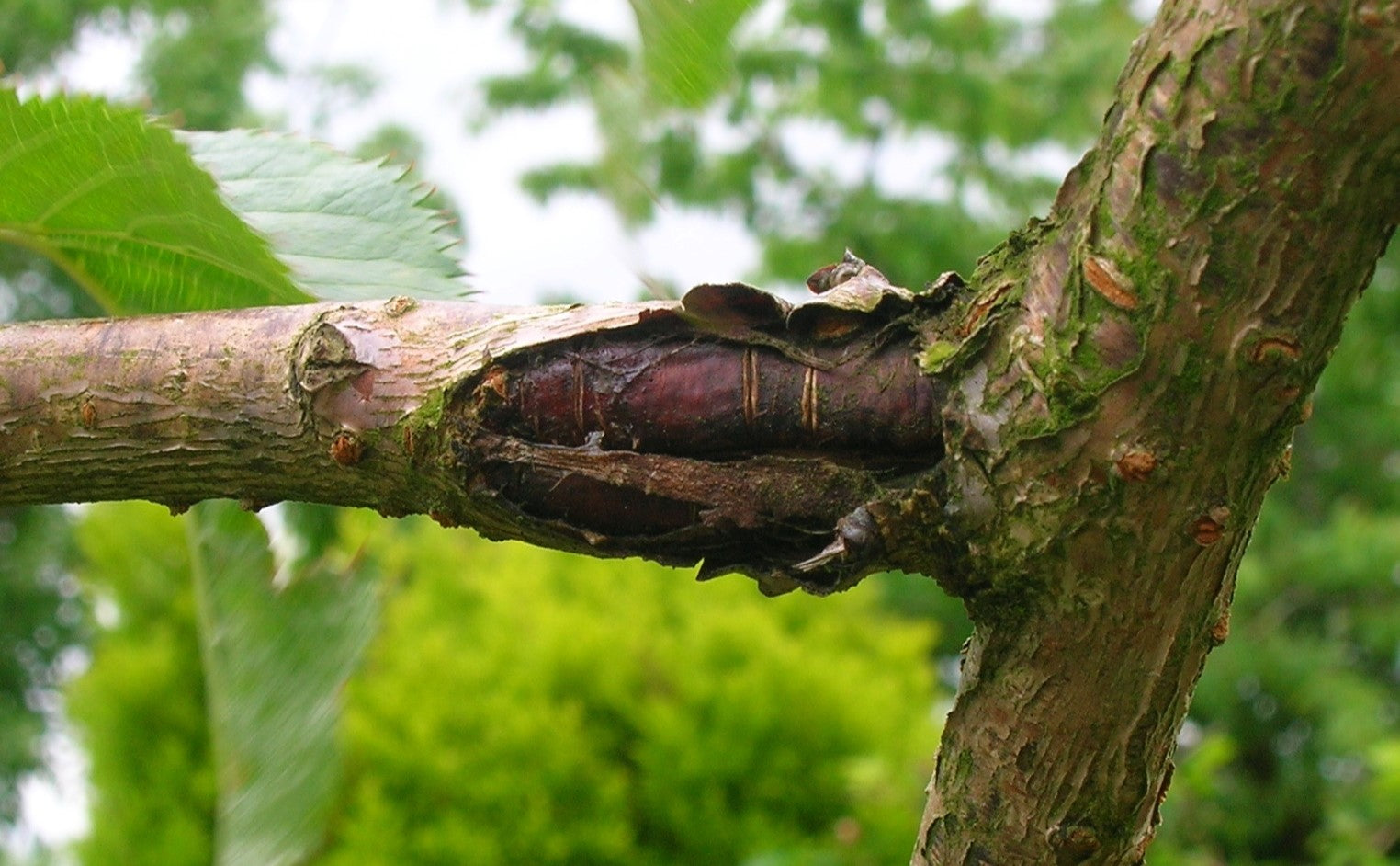 apple canker