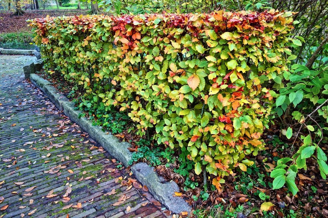 trimmed hedge