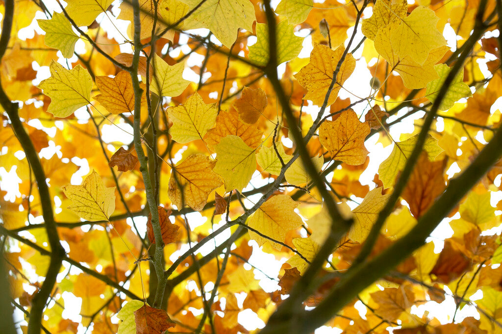 tulip tree