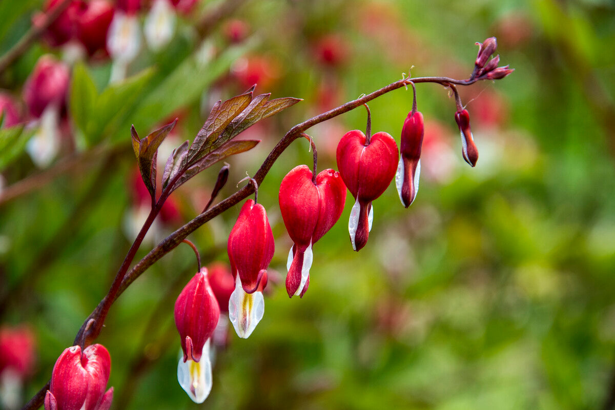 dicentra