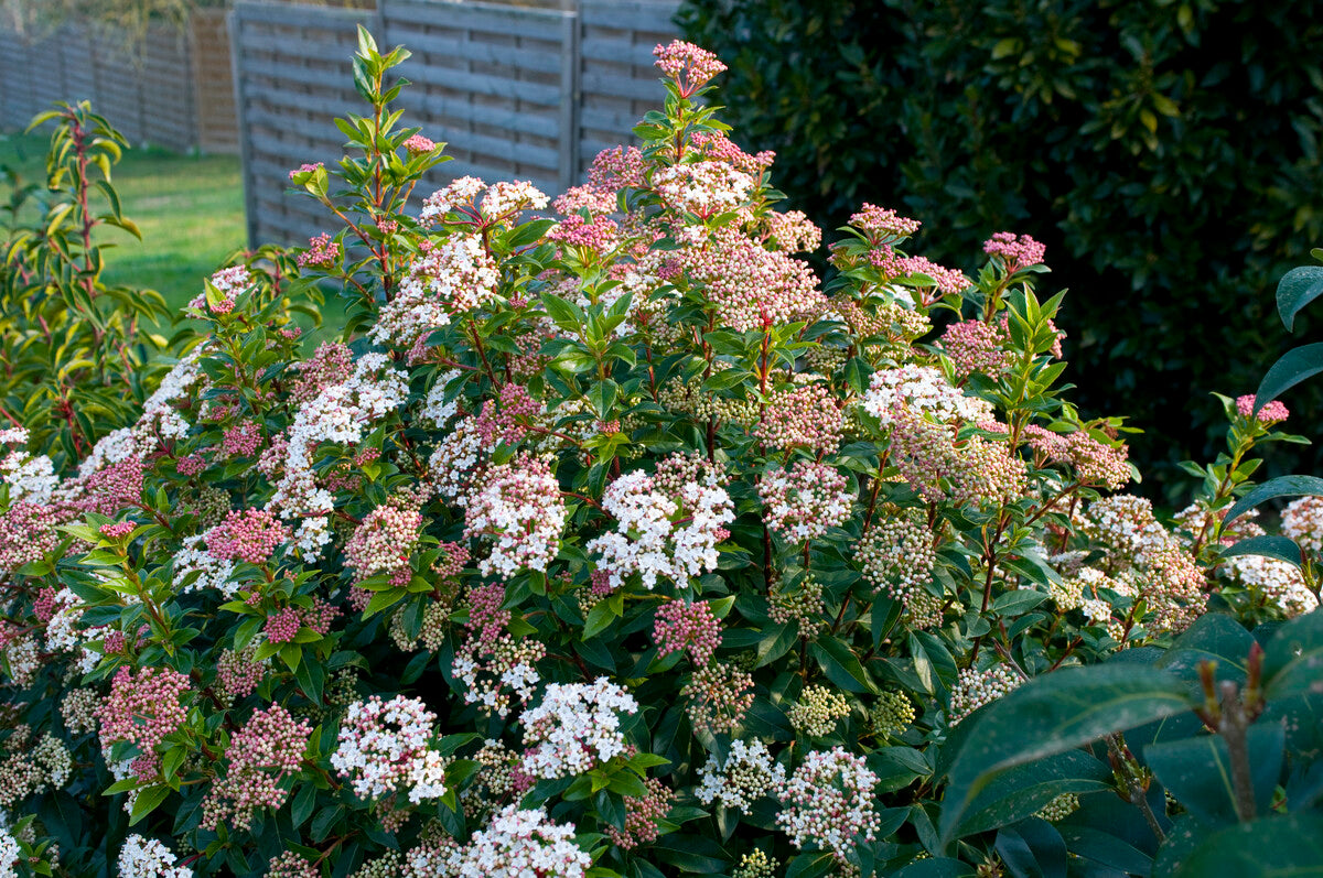 viburnum tinus