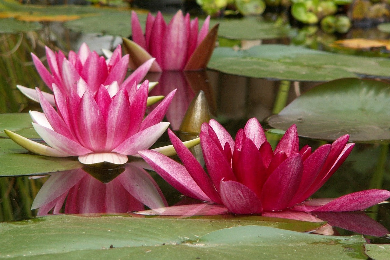 water lilies