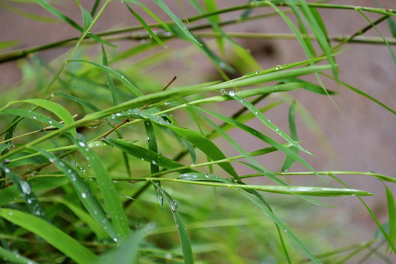 watering bamboo