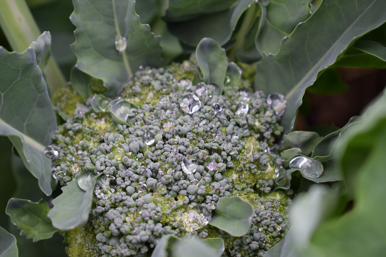 watering broccoli