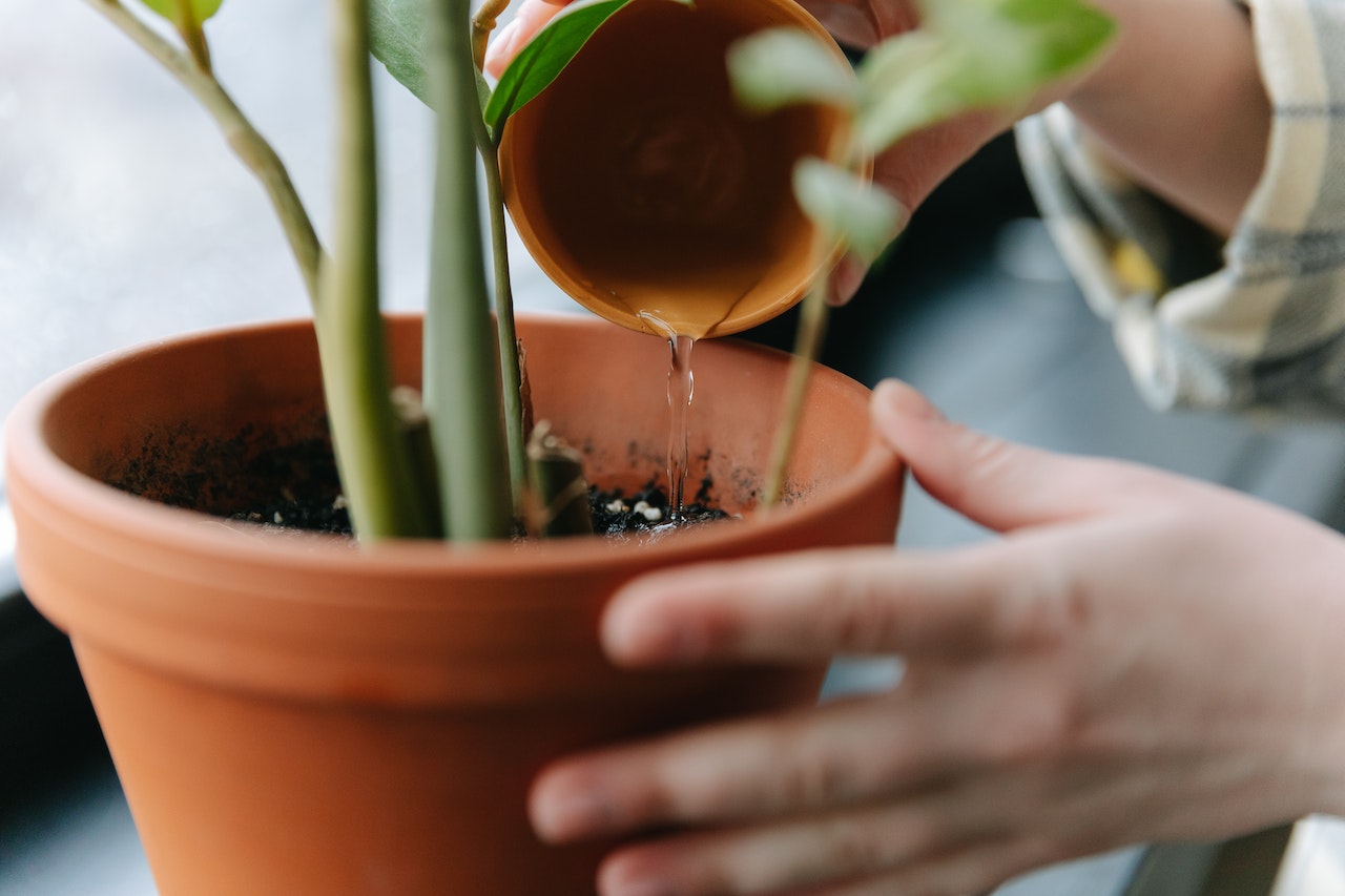 watering potted plant