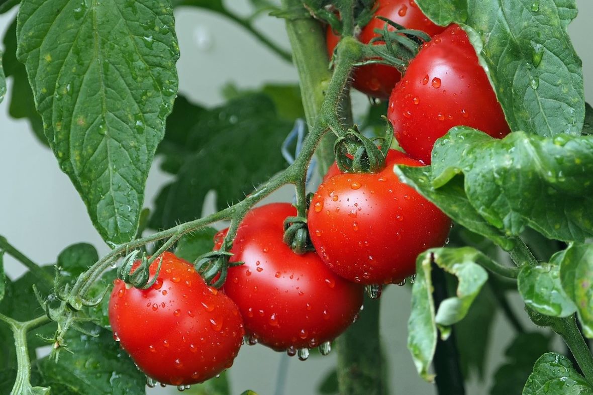 watering tomatoes