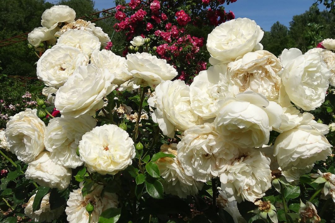 white and pink roses