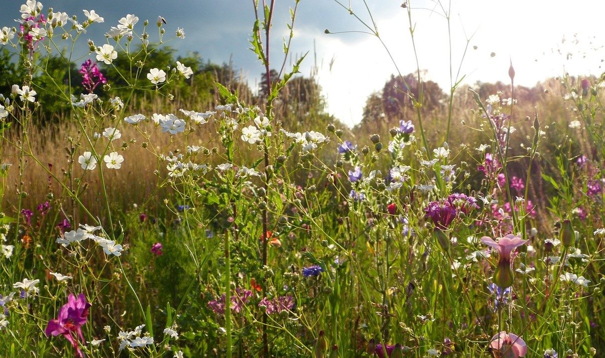 wildflower meadow