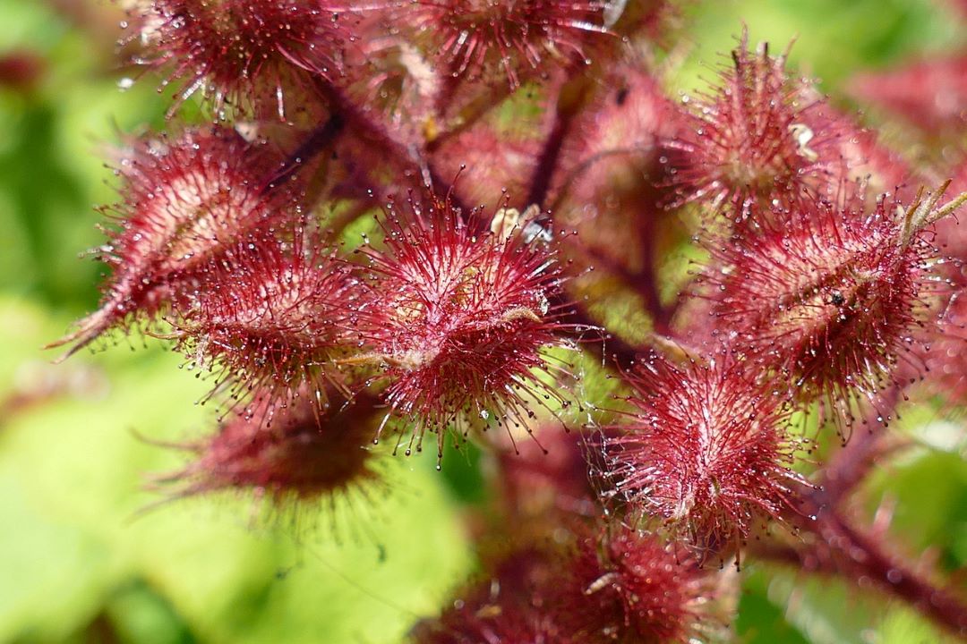 wineberry