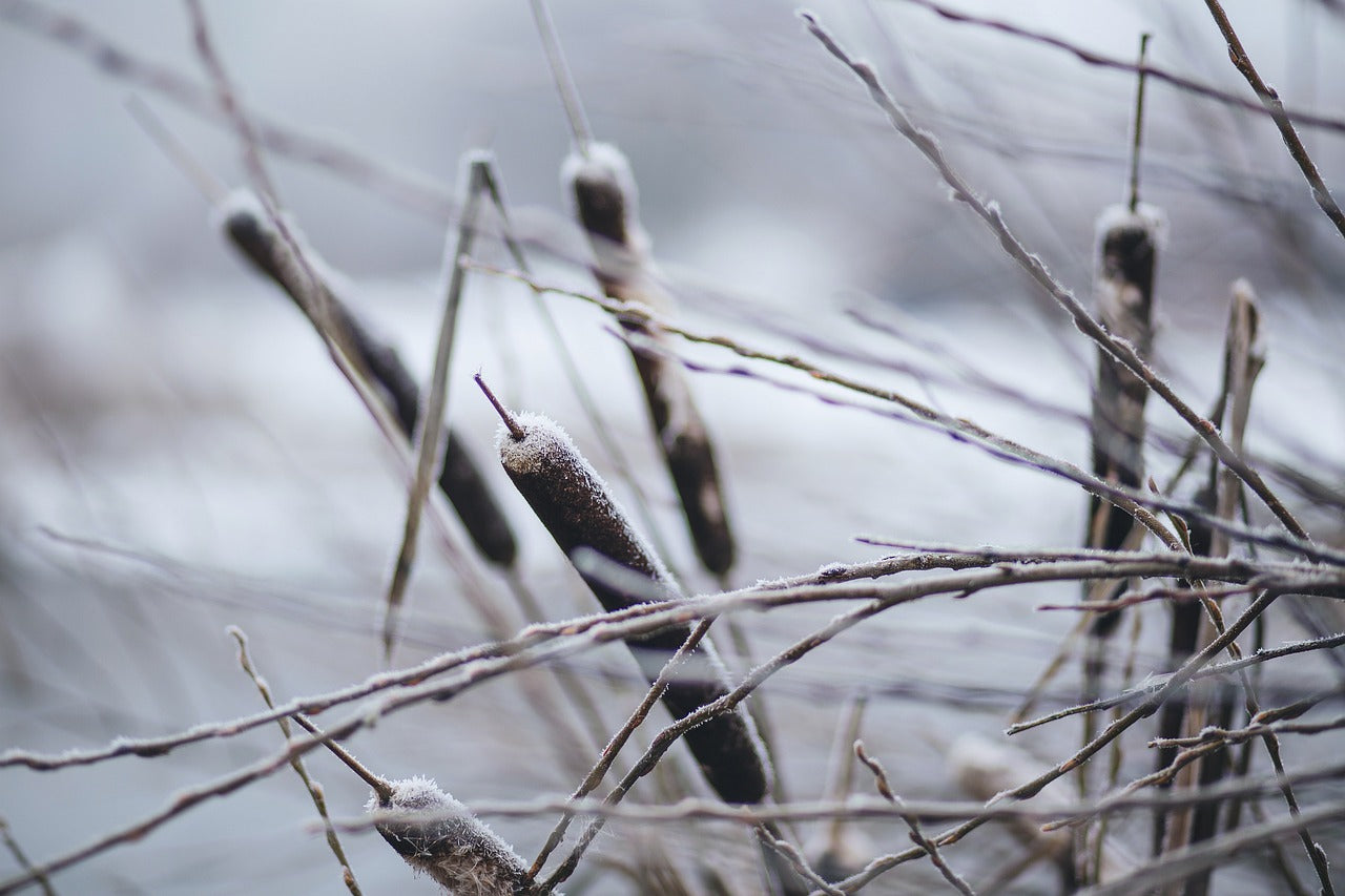 winter pondside plants