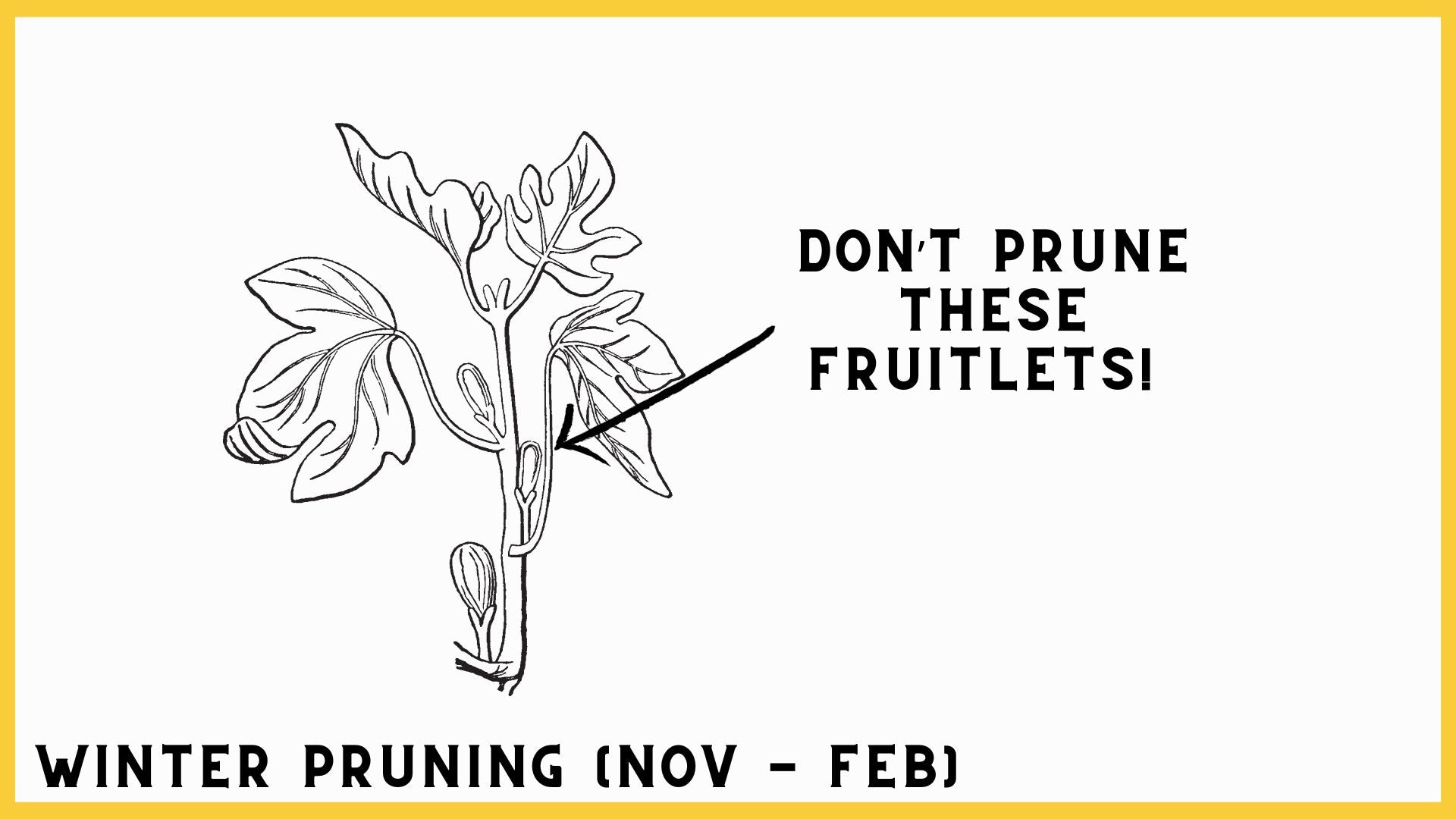 winter pruning fruitlets