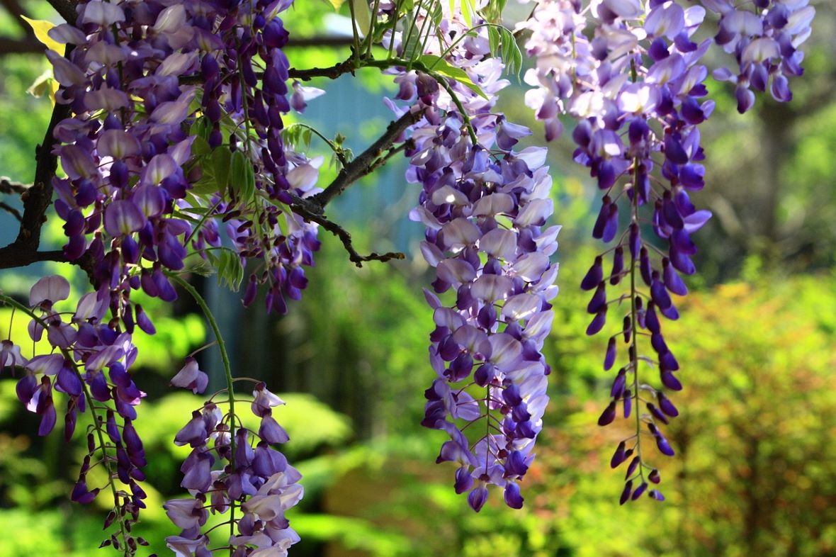 wisteria flowers