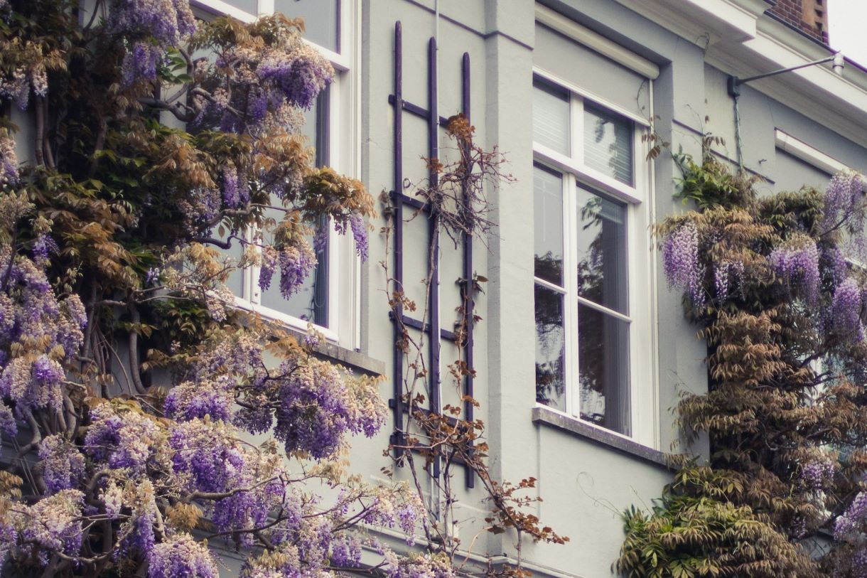 wisteria on wall