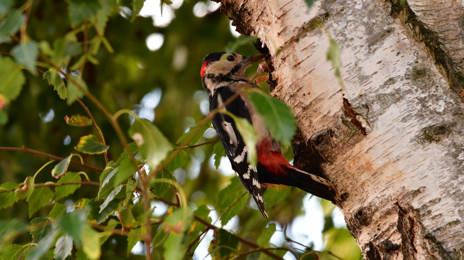 woodpecker on silver birch