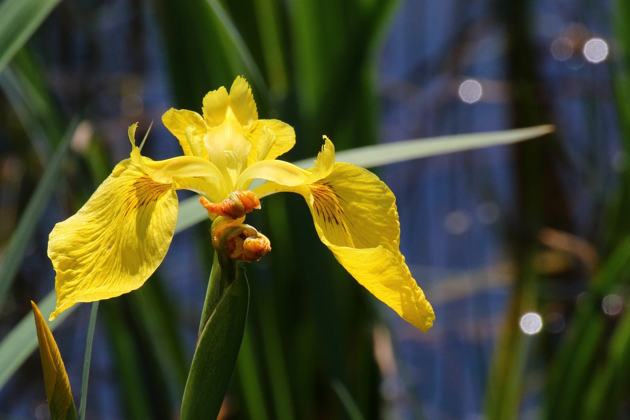 yellow flag iris