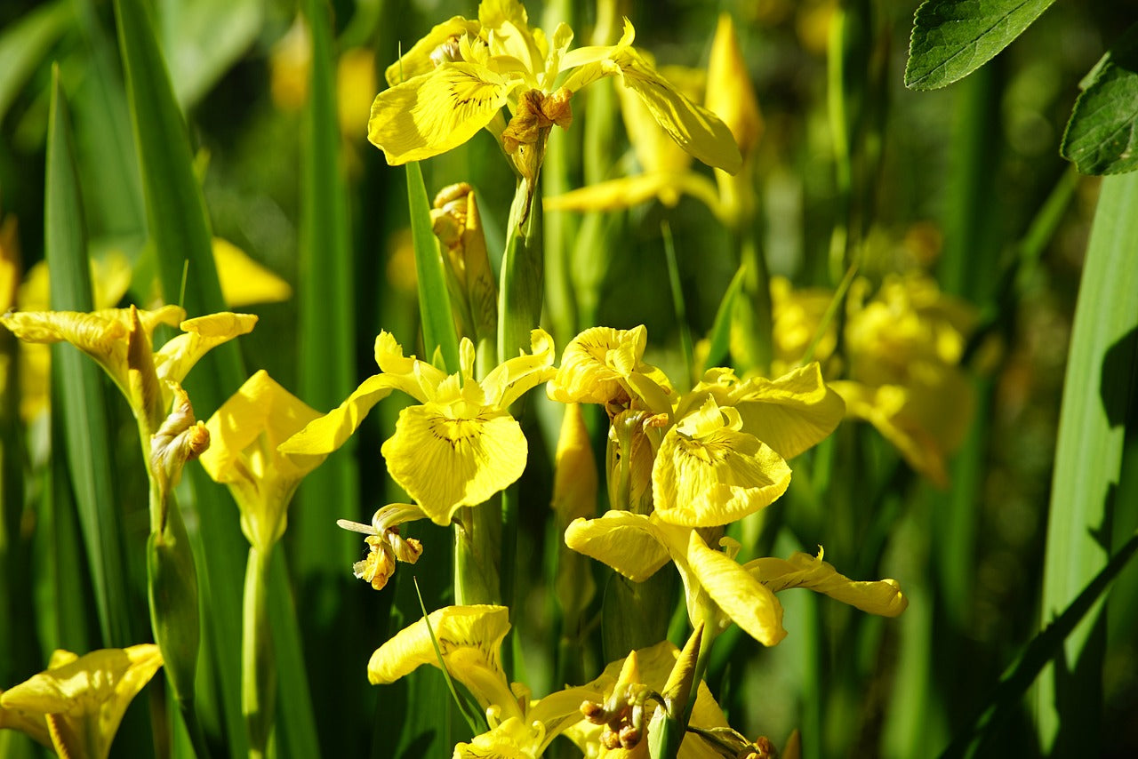 yellow flag iris