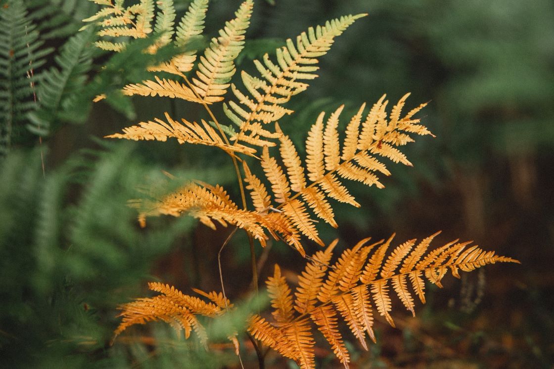 fern with yellow leaf