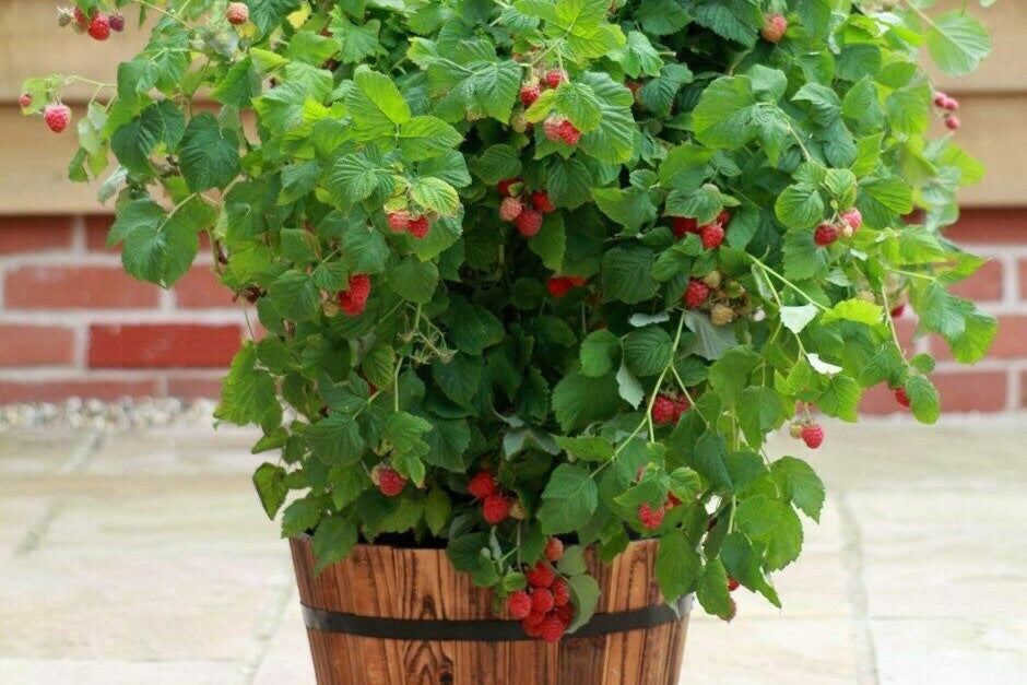 yummy raspberry in pot
