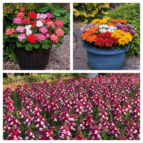 120 Best Annuals for Flower Beds Collection | Sunny Shades | Plug Plants -  Roots Plants