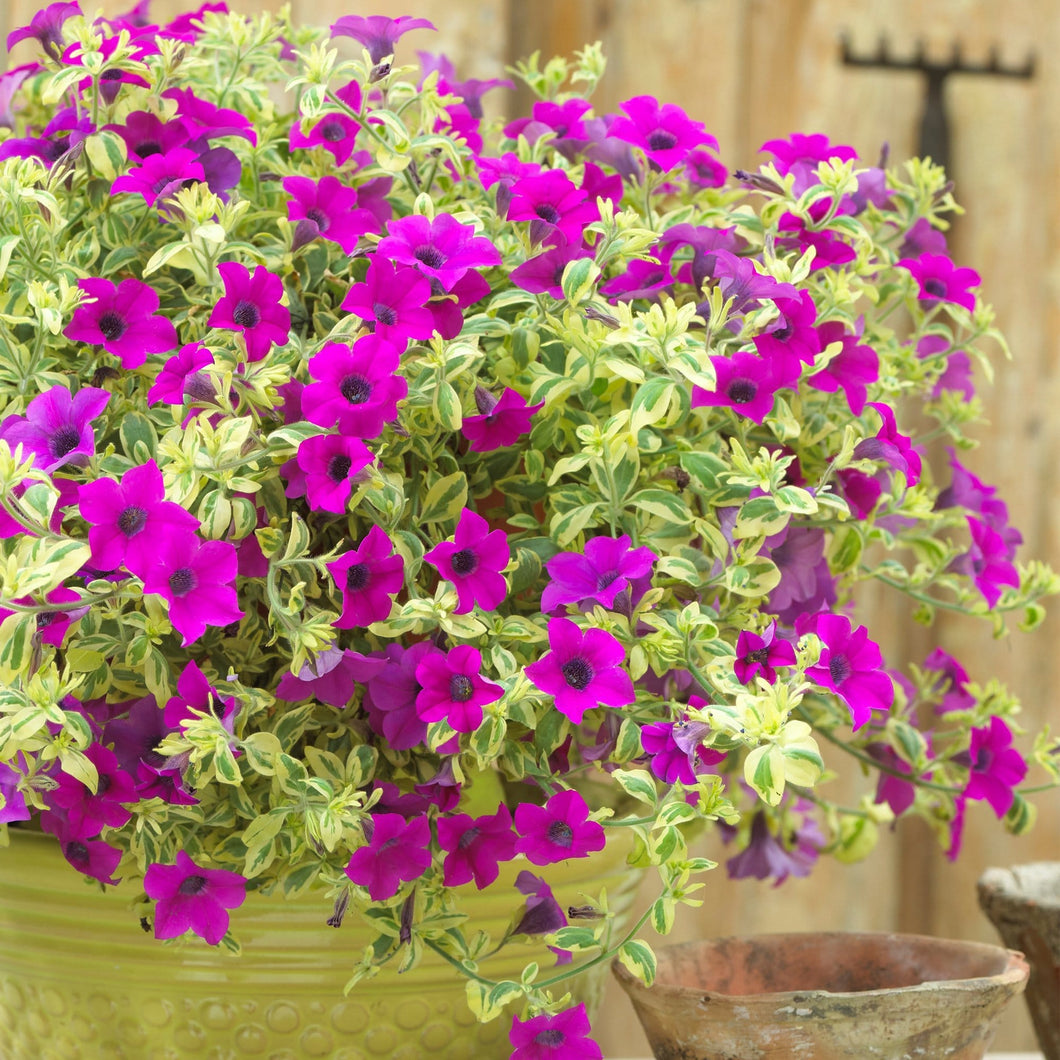 5 Petunia Surfinia 'Purple Variegated' Jumbo Plug Plants – Roots Plants