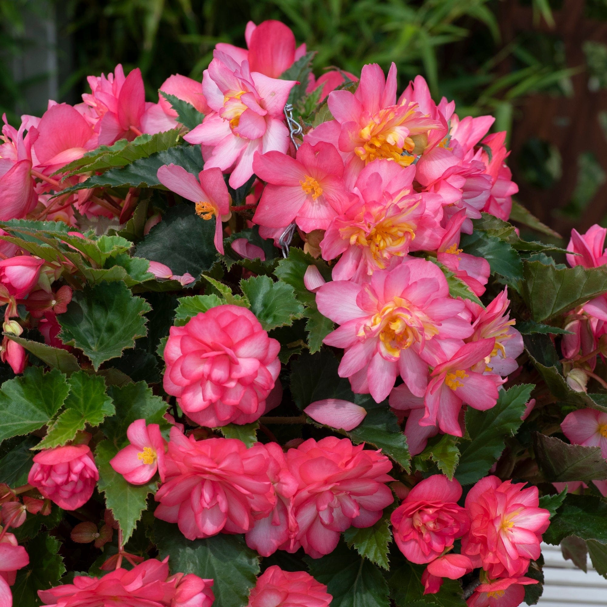 Begonia Nonstop® Joy 'Rose Picotee' Jumbo Plug Plants - Roots Plants