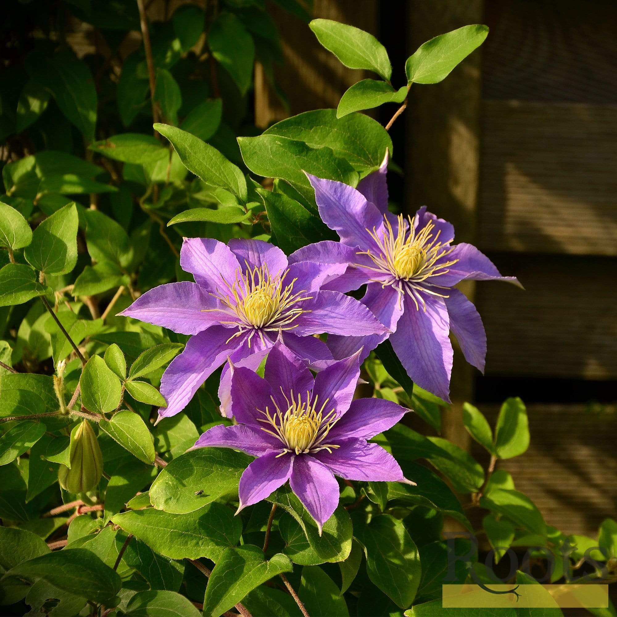 Clematis Bijou Care Catalogue Growing Guide Taylors Clematis Tall This Clematis Is Perfect 