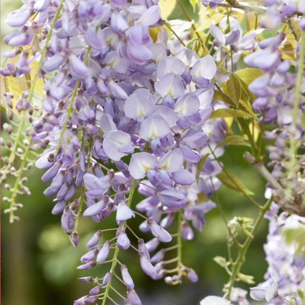 Wisteria 'Lavender Lace' | On a 90cm Cane in a 3L Pot – Roots Plants