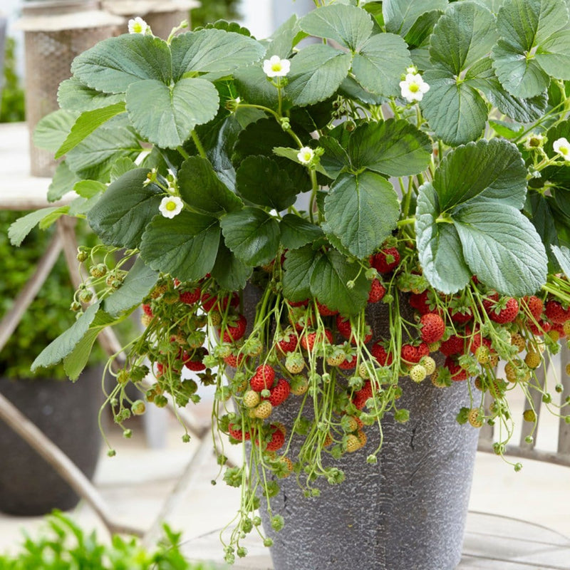 Framberry Strawberry Plants - Roots Plants